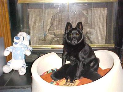 AKC Schipperke Puppies